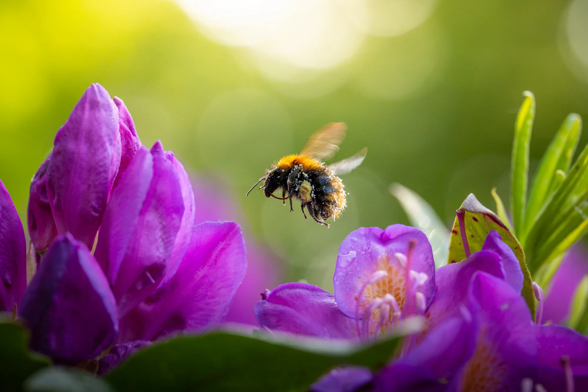 Hommel vliegt tussen rododendronbloesem, door Albert Dros