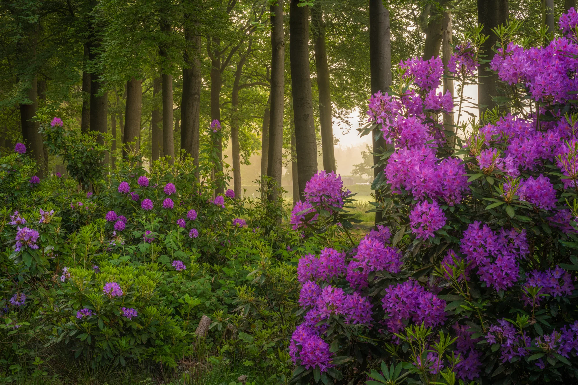 Zomers boslandschap met bloeiende rododendrons door Albert Dros