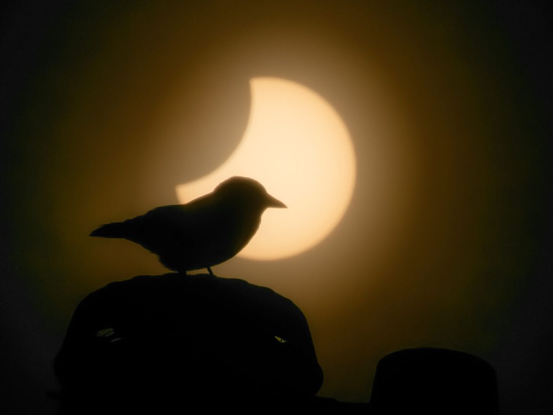 Kauw op een schoorsteen tegen de gedeeltelijk verduisterde zon
